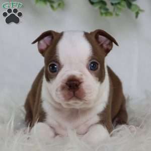 Buster, Boston Terrier Puppy